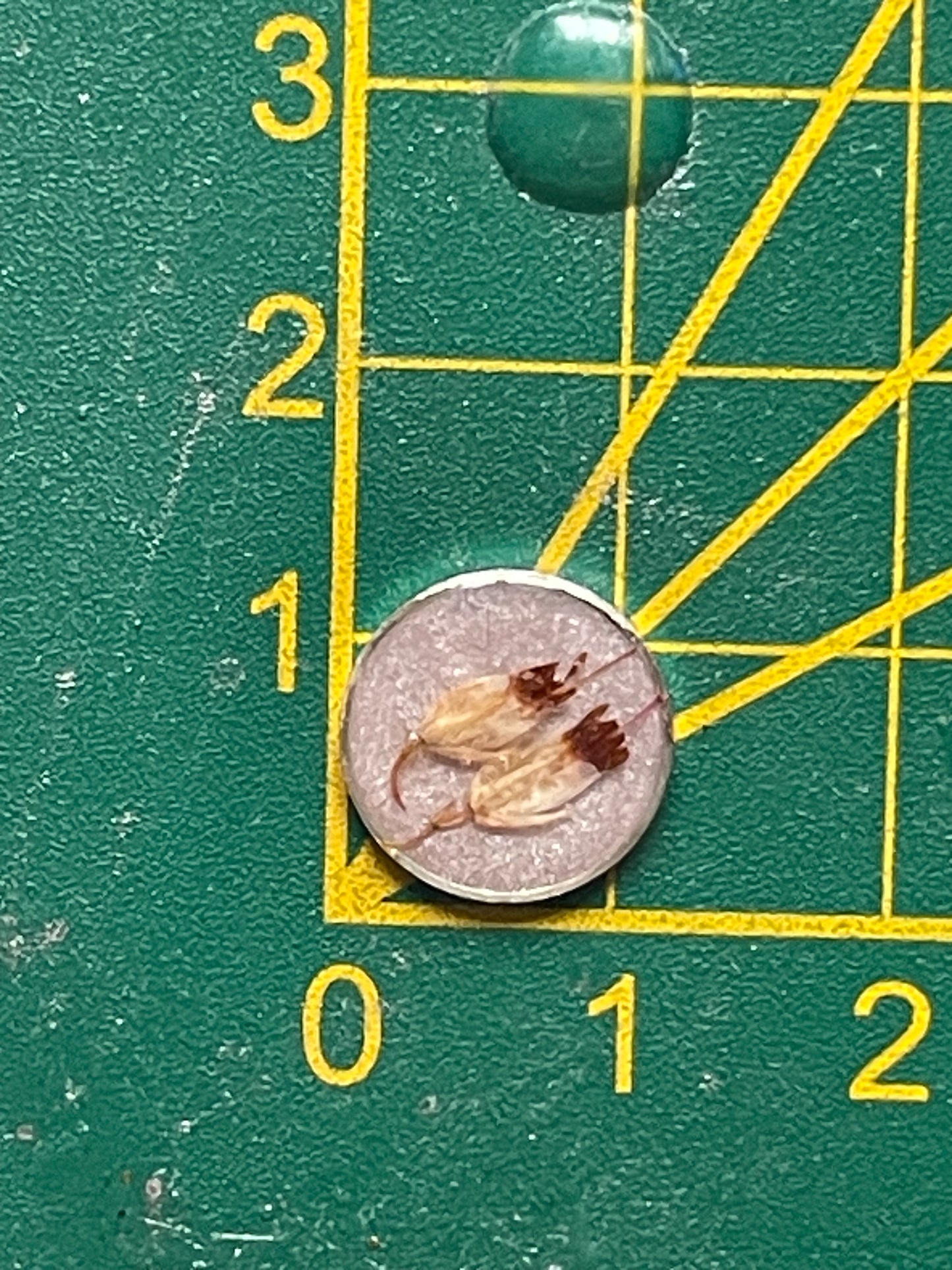 Puces argentées Bruyère beige