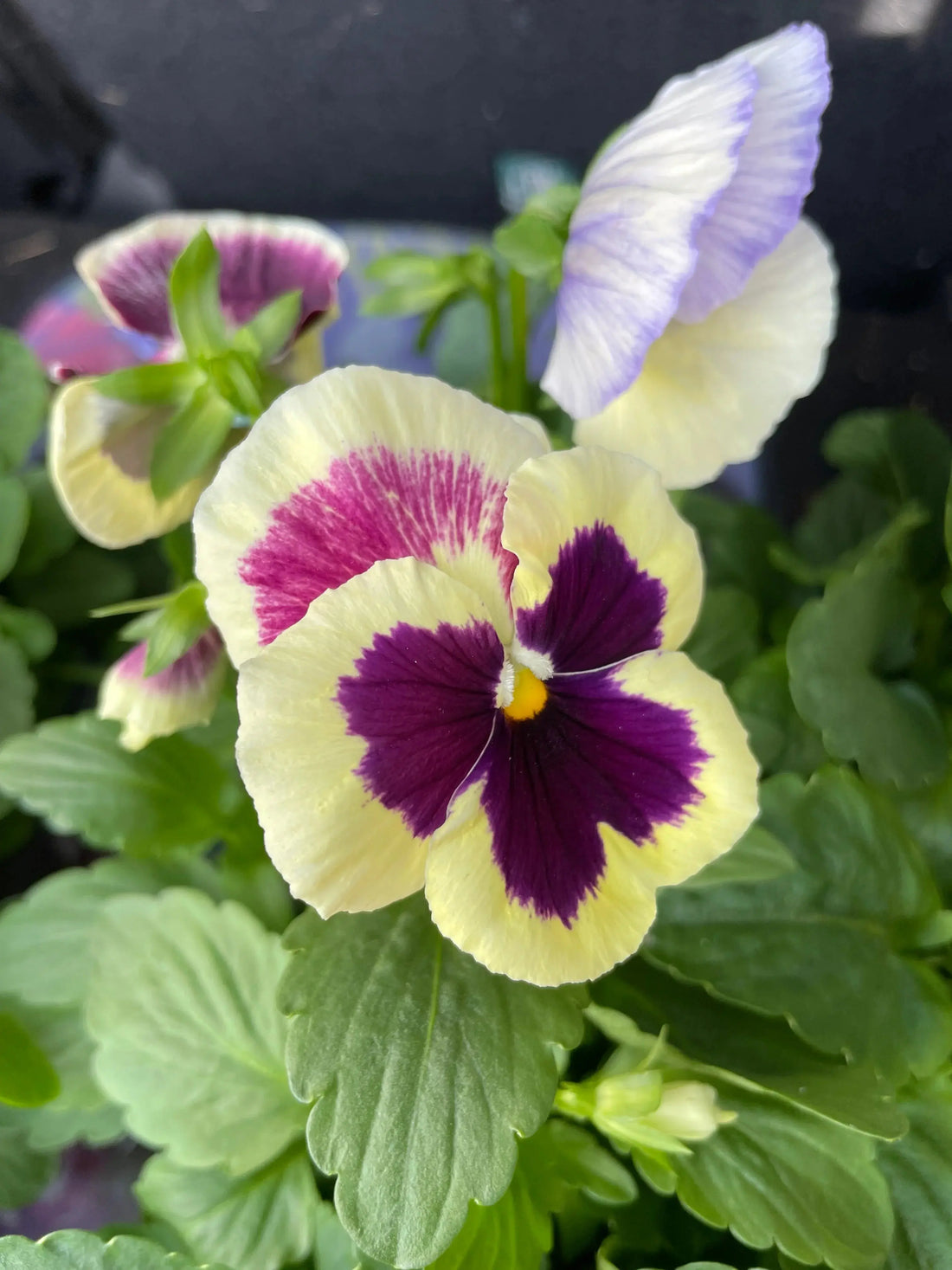 Nouveau flyer Aux fleurs de Chloé