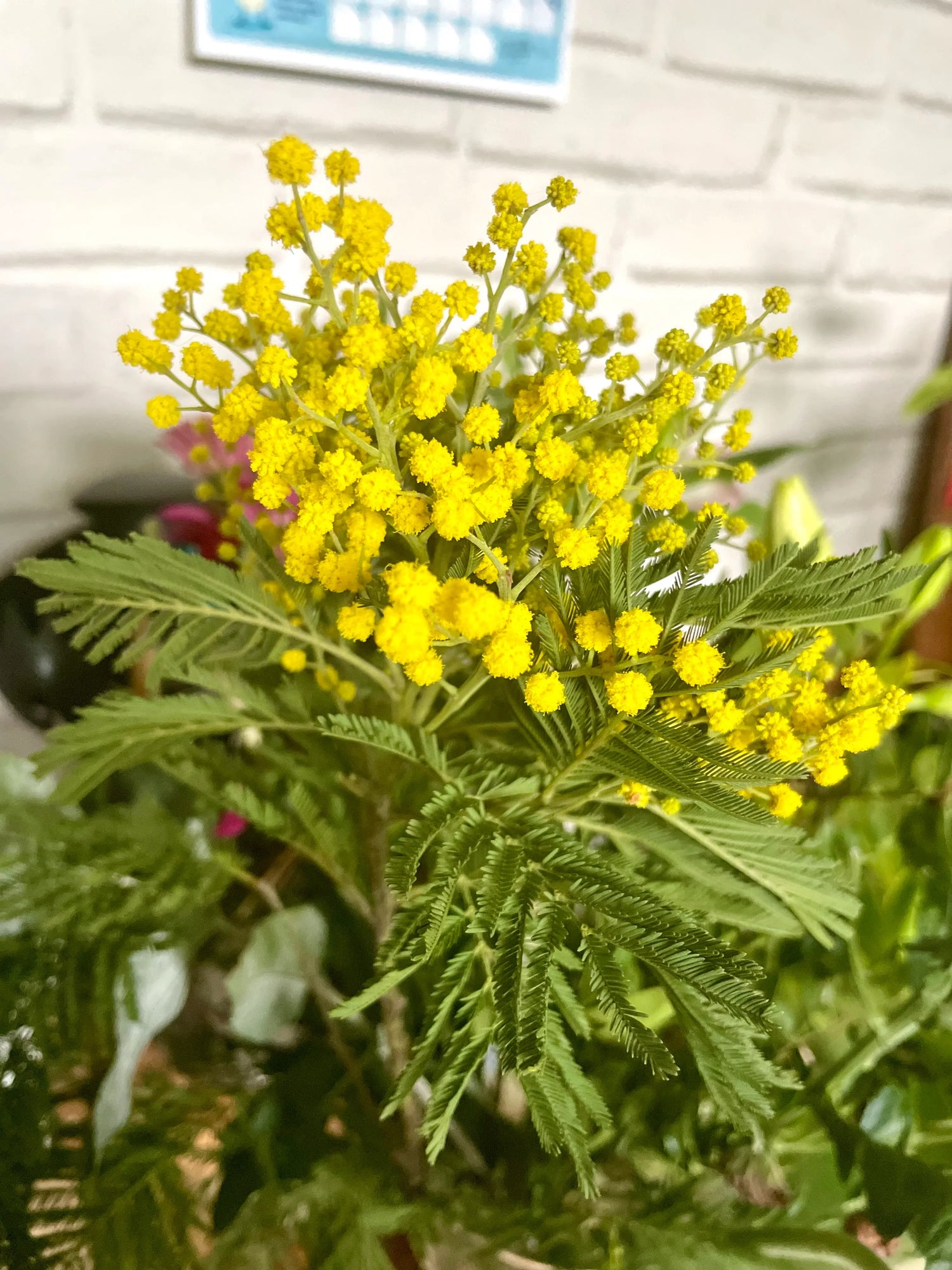 Collection-Mimosa Aux fleurs de Chloé