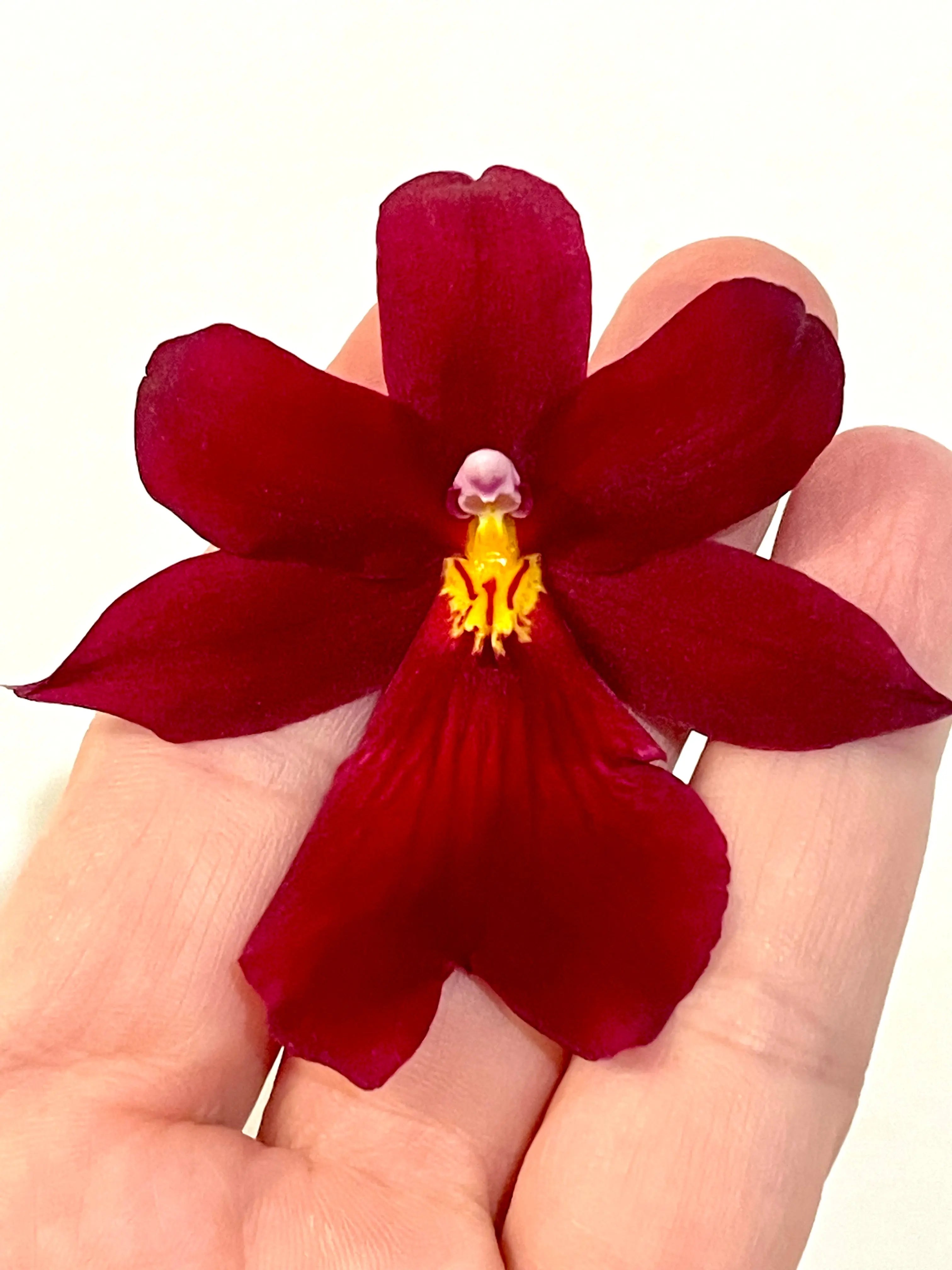 Collection-bijoux-Orchidées Aux fleurs de Chloé