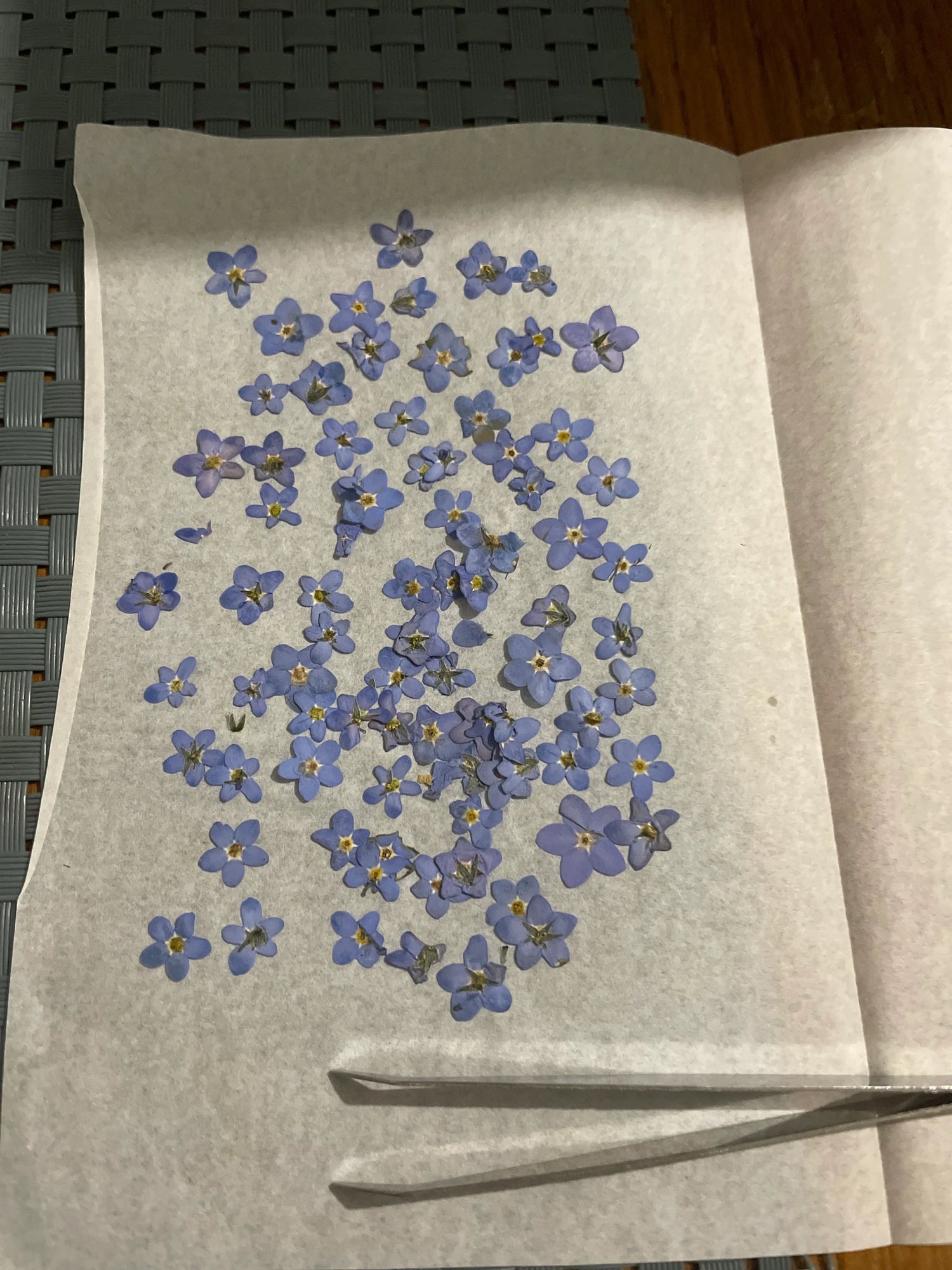 Collection-Myosotis Aux fleurs de Chloé