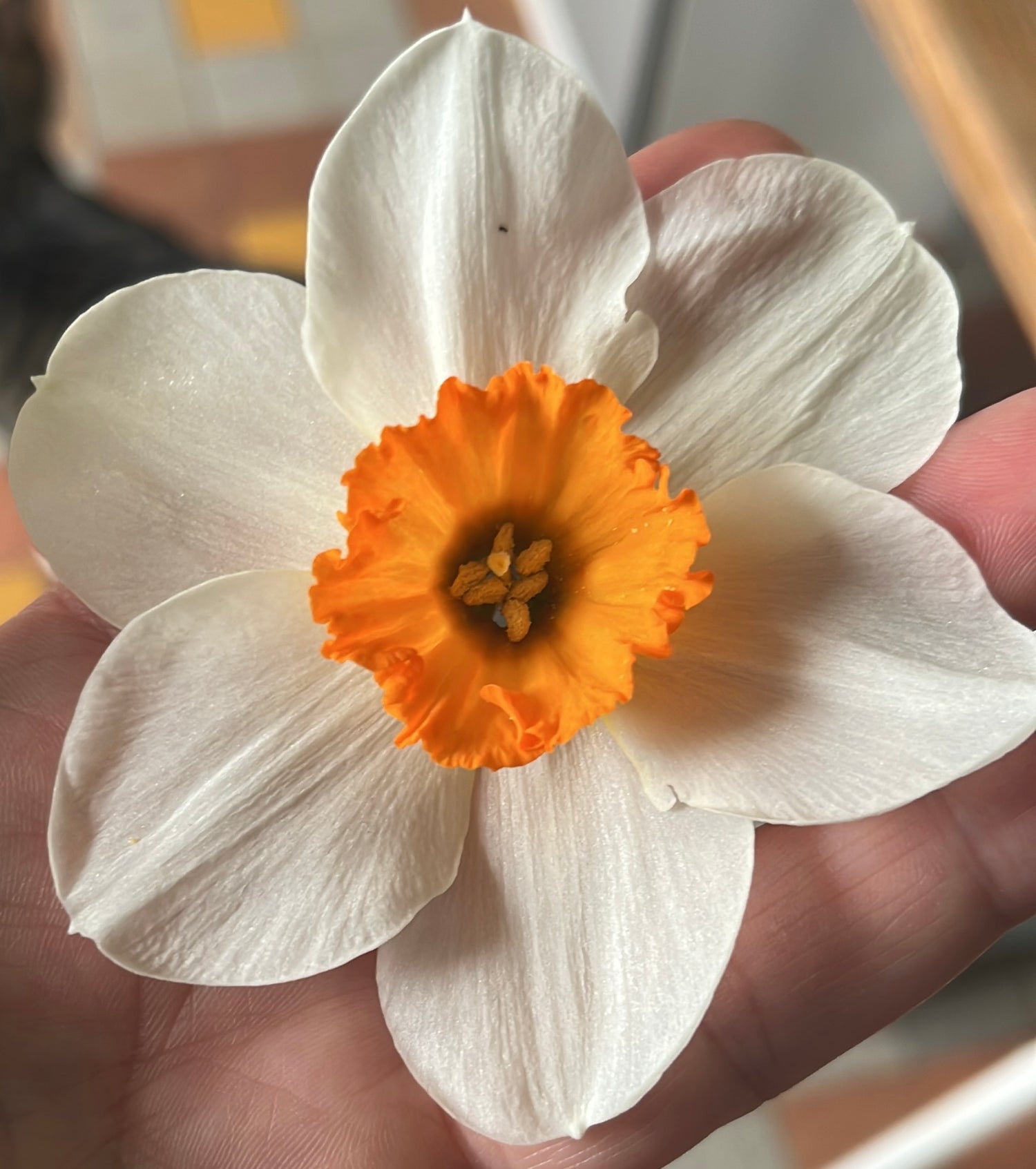 Printemps 2026 🐝🦋🐞