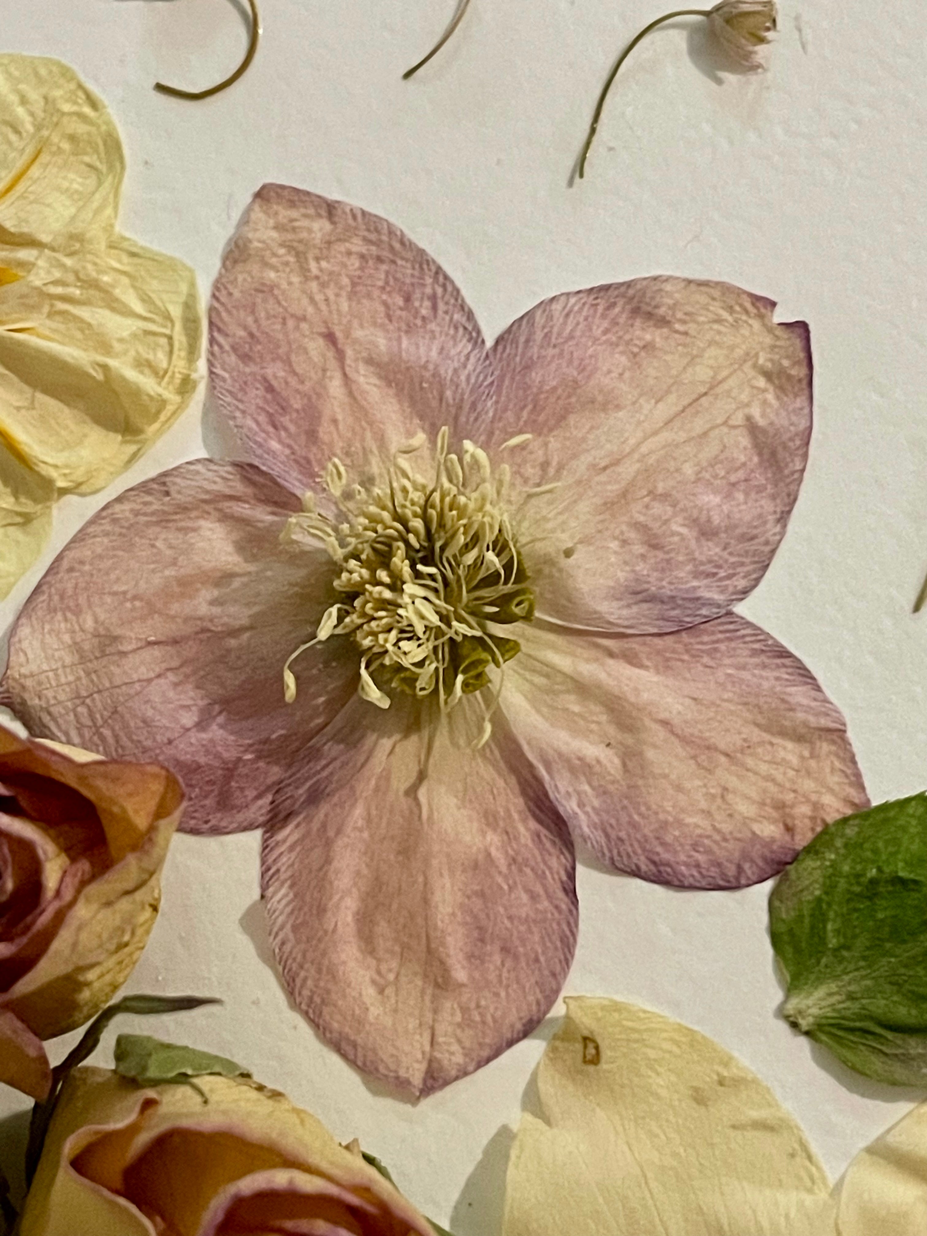 Herbier Hellébores - Aux fleurs de Chloé Herbier Hellébores Tableau herbier Tableau herbier