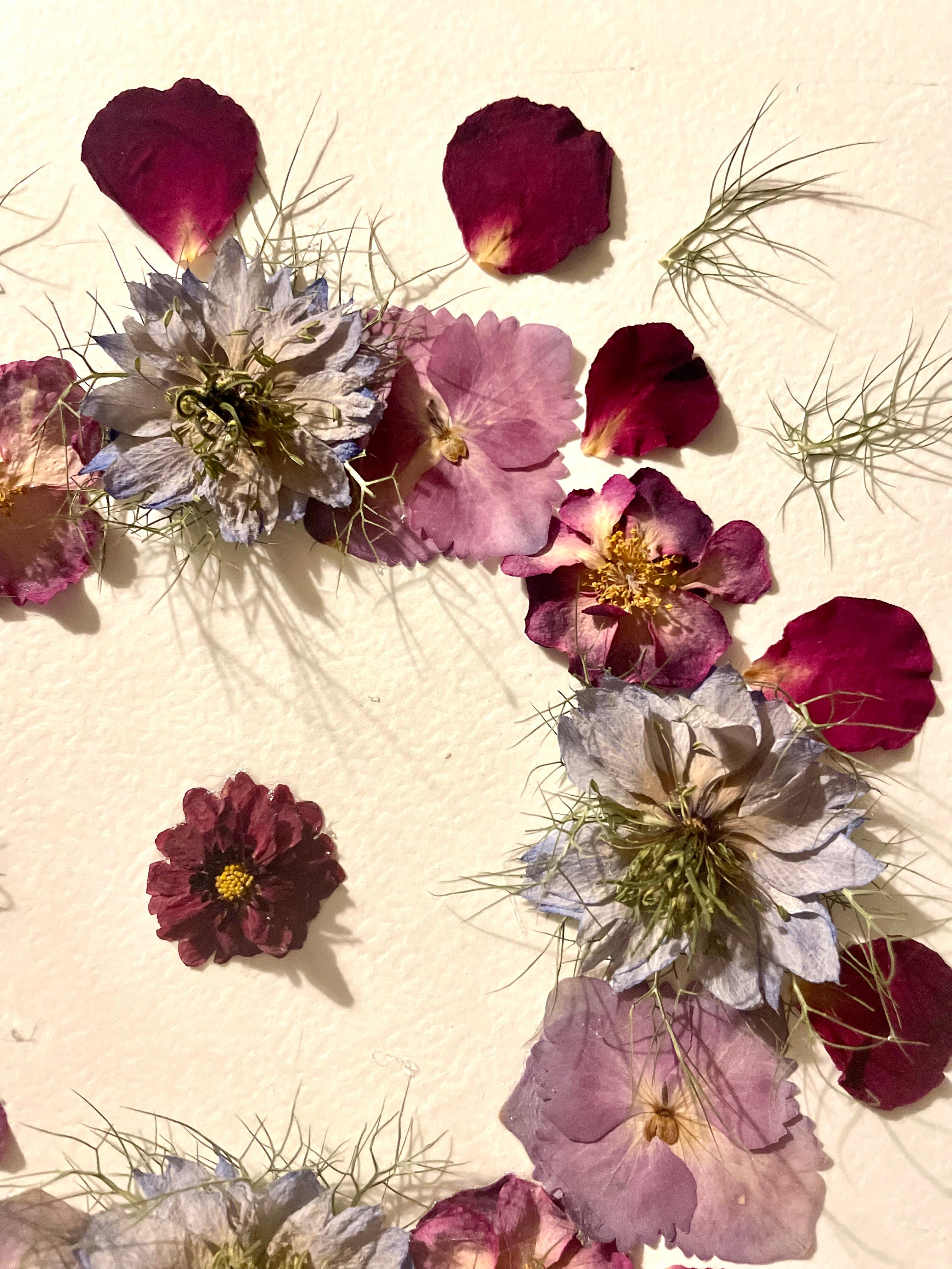 Herbier fleurs de Nigelles de damas - Aux fleurs de Chloé Herbier fleurs de Nigelles de damas Tableau herbier Tableau herbier