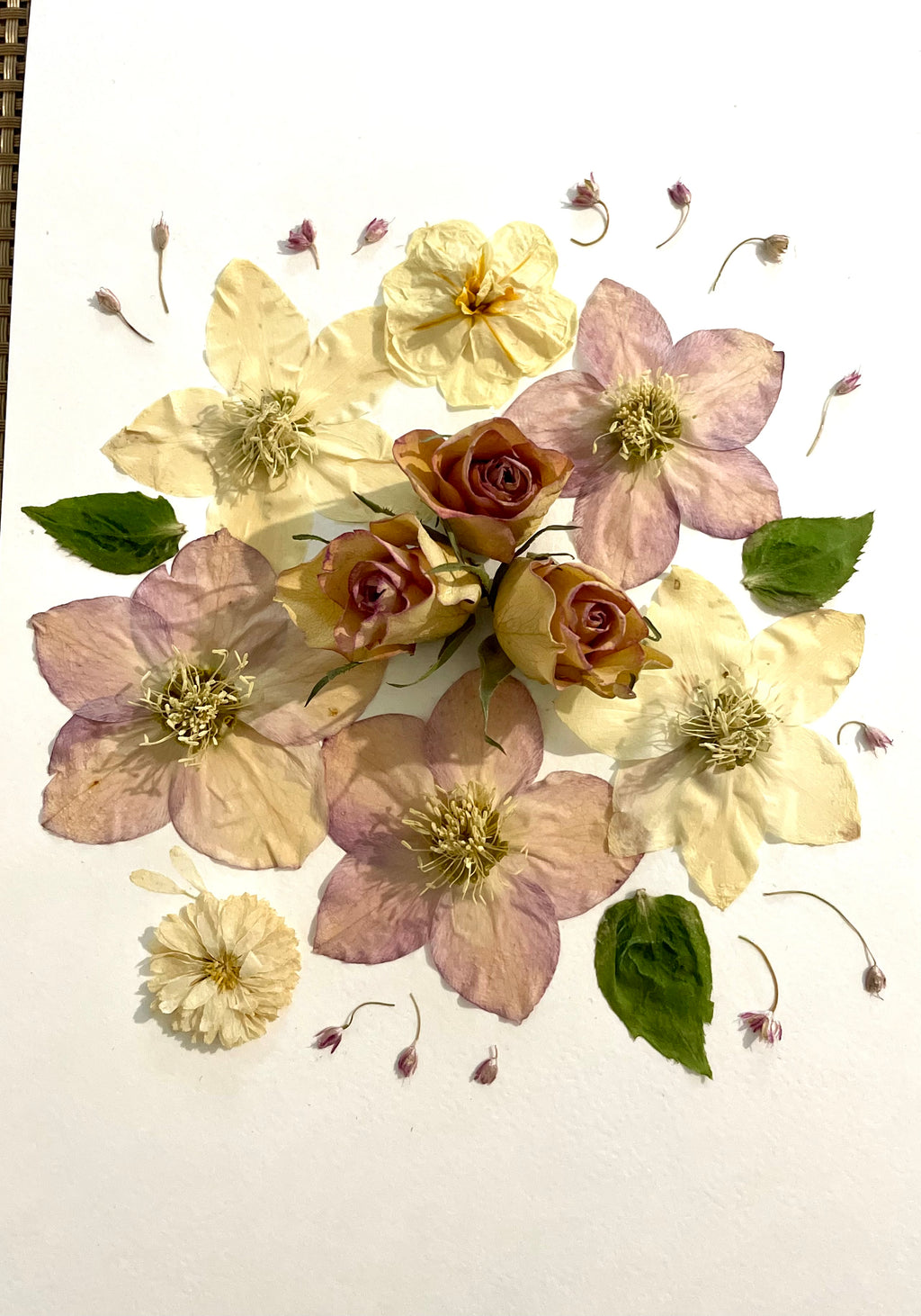 Herbier Hellébores - Aux fleurs de Chloé Herbier Hellébores Tableau herbier Tableau herbier