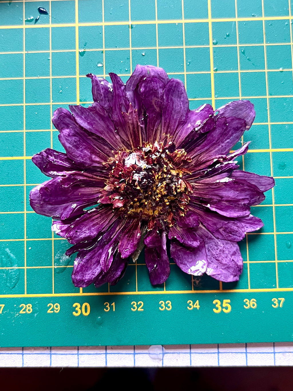 Broche Dahlia Violet en Fleur Naturelle – Bijou Floral 