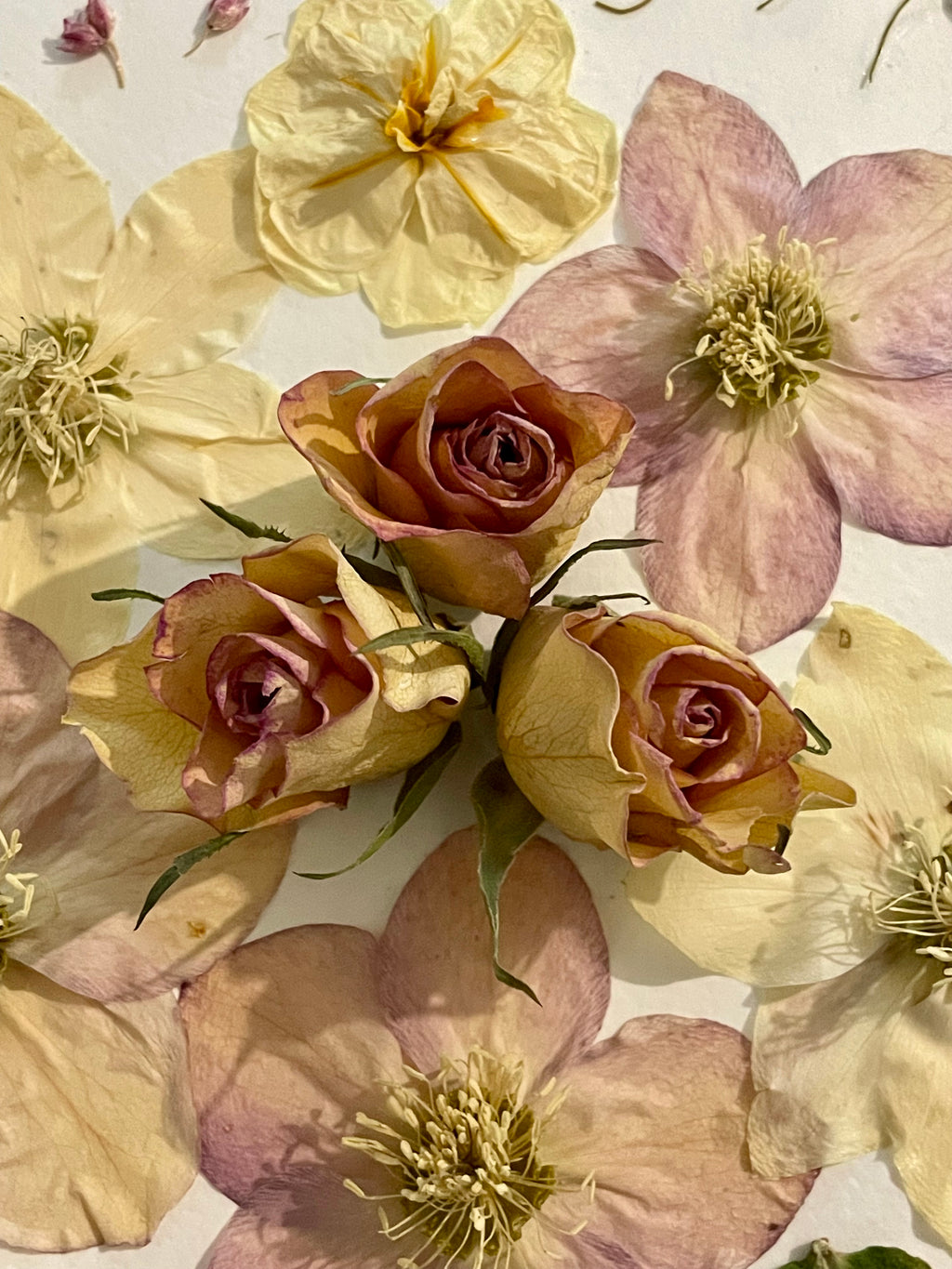 Herbier Hellébores - Aux fleurs de Chloé Herbier Hellébores Tableau herbier Tableau herbier