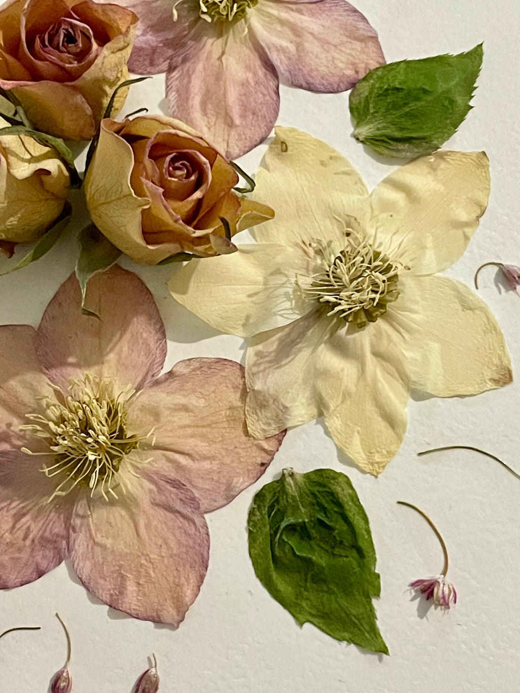 Herbier Hellébores - Aux fleurs de Chloé Herbier Hellébores Tableau herbier Tableau herbier