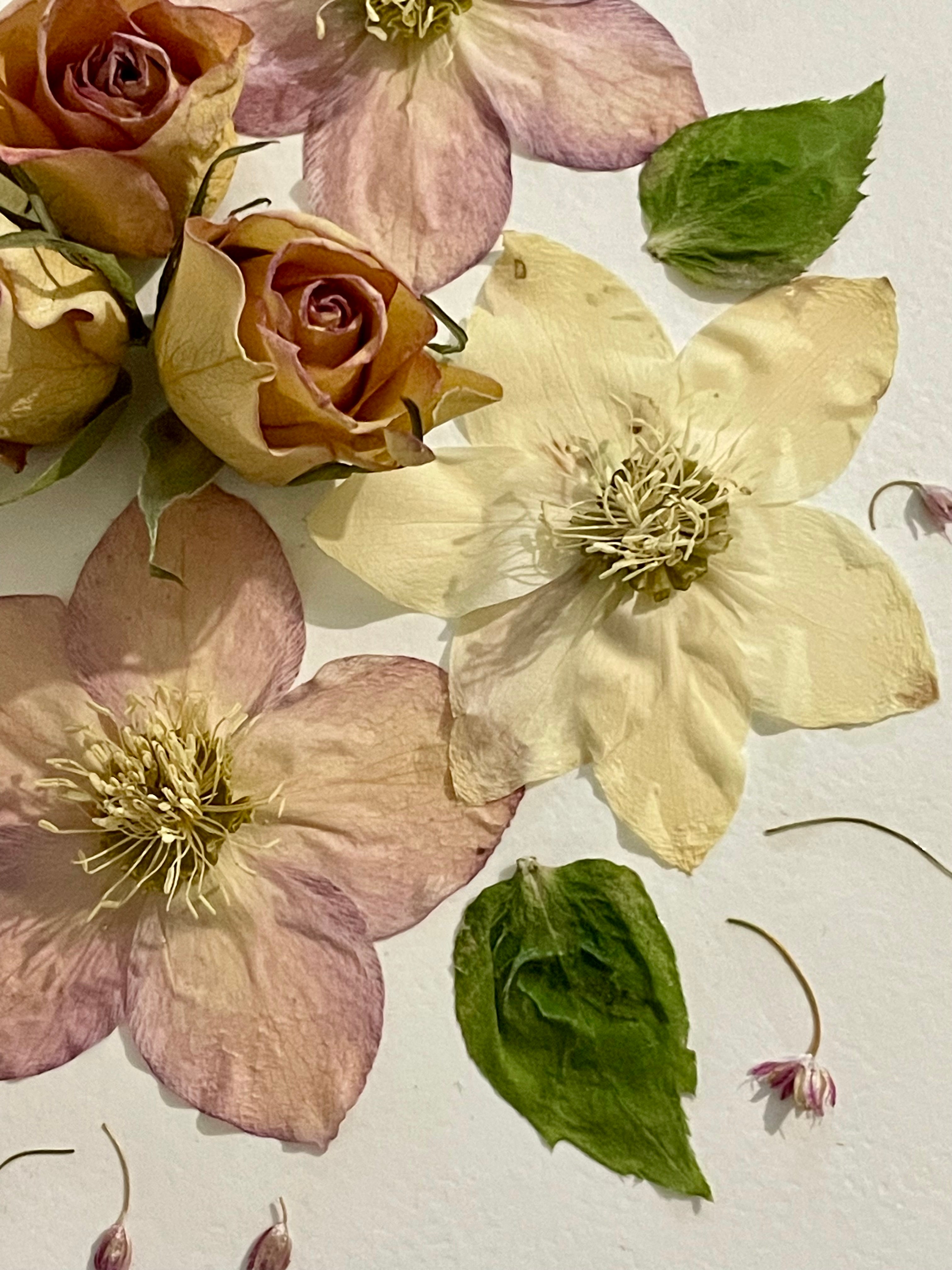 Herbier Hellébores - Aux fleurs de Chloé Herbier Hellébores Tableau herbier Tableau herbier