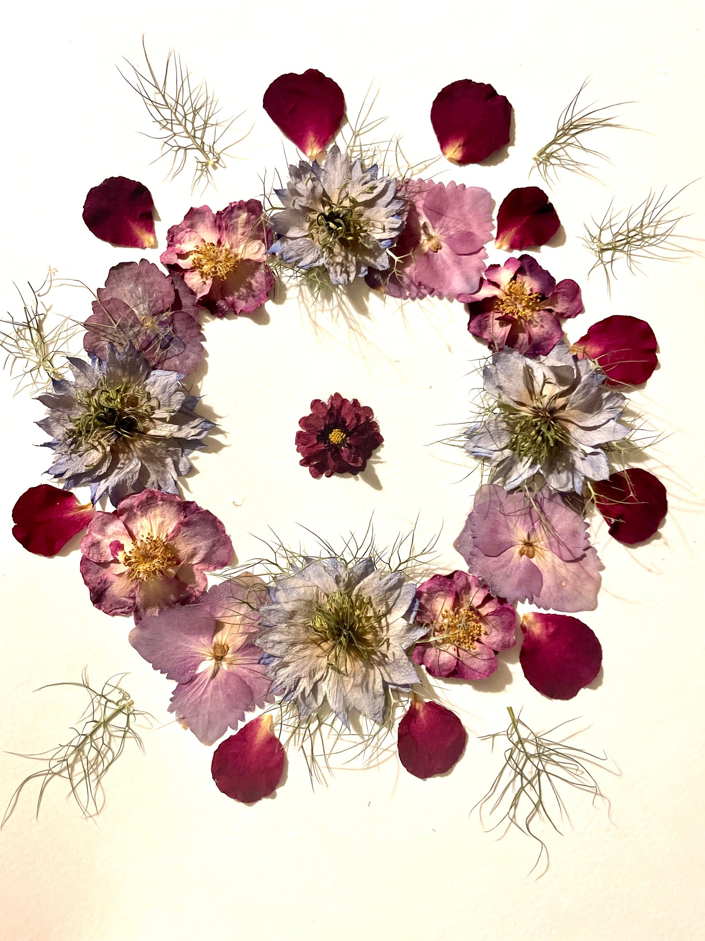 Herbier fleurs de Nigelles de damas