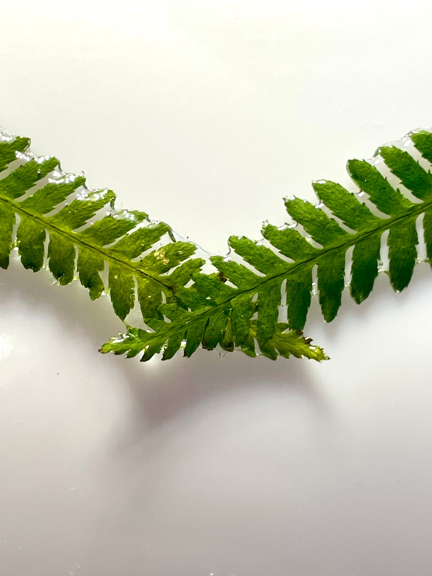 Collier Fougères Aurore