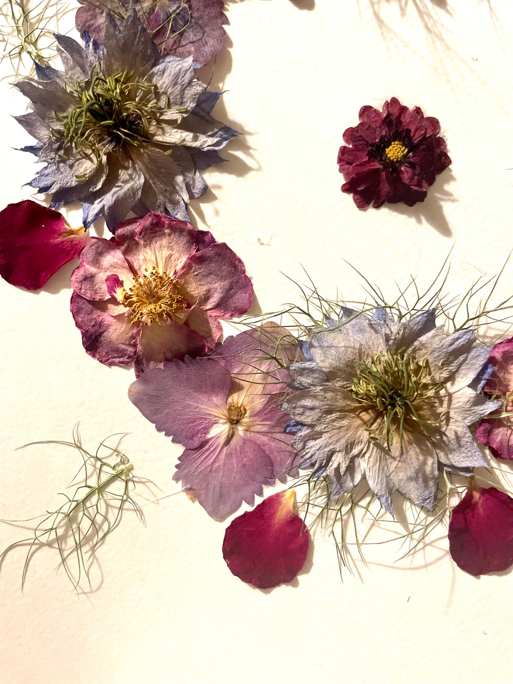 Herbier fleurs de Nigelles de damas - Aux fleurs de Chloé Herbier fleurs de Nigelles de damas Tableau herbier Tableau herbier