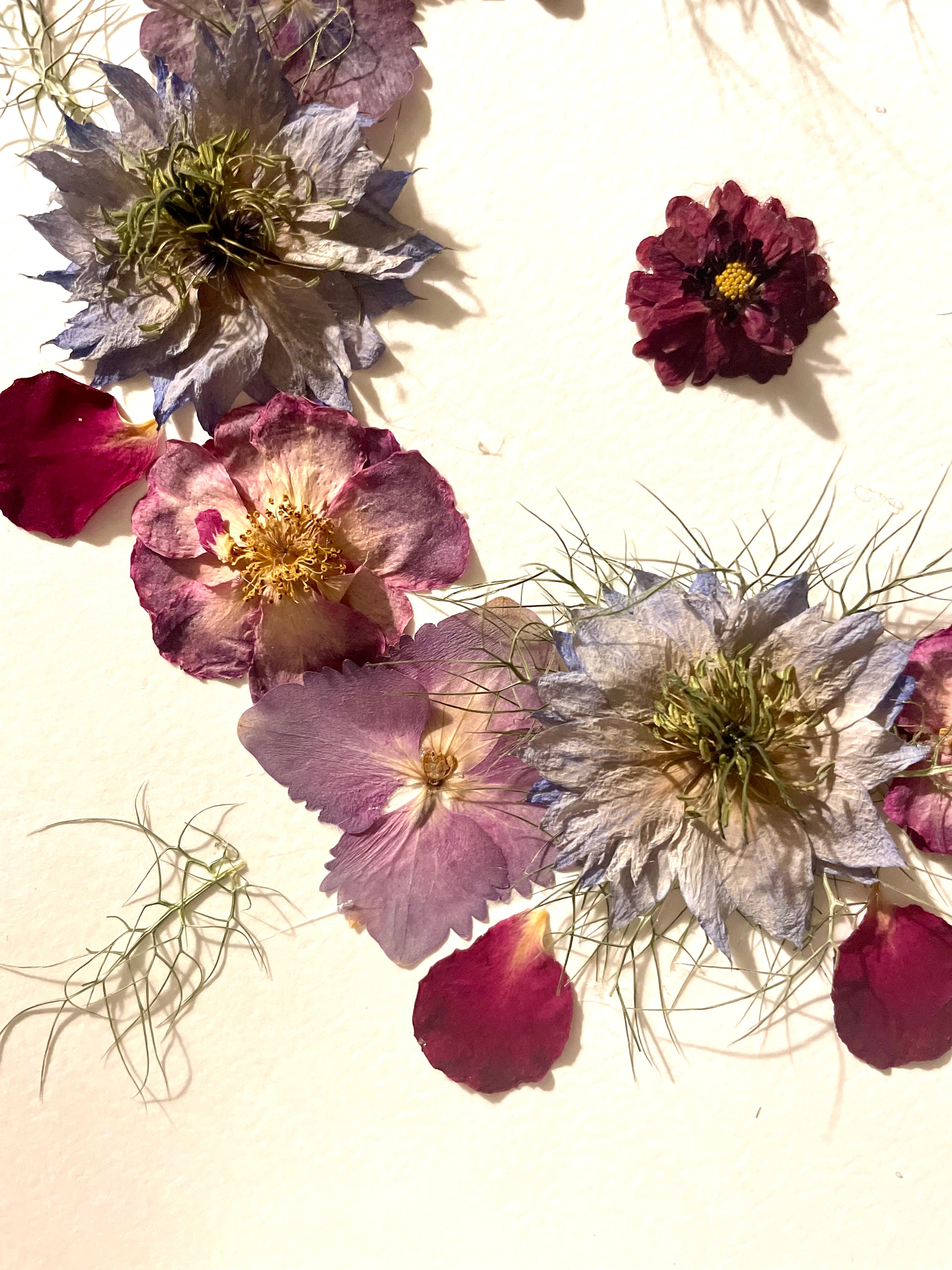Herbier fleurs de Nigelles de damas - Aux fleurs de Chloé Herbier fleurs de Nigelles de damas Tableau herbier Tableau herbier