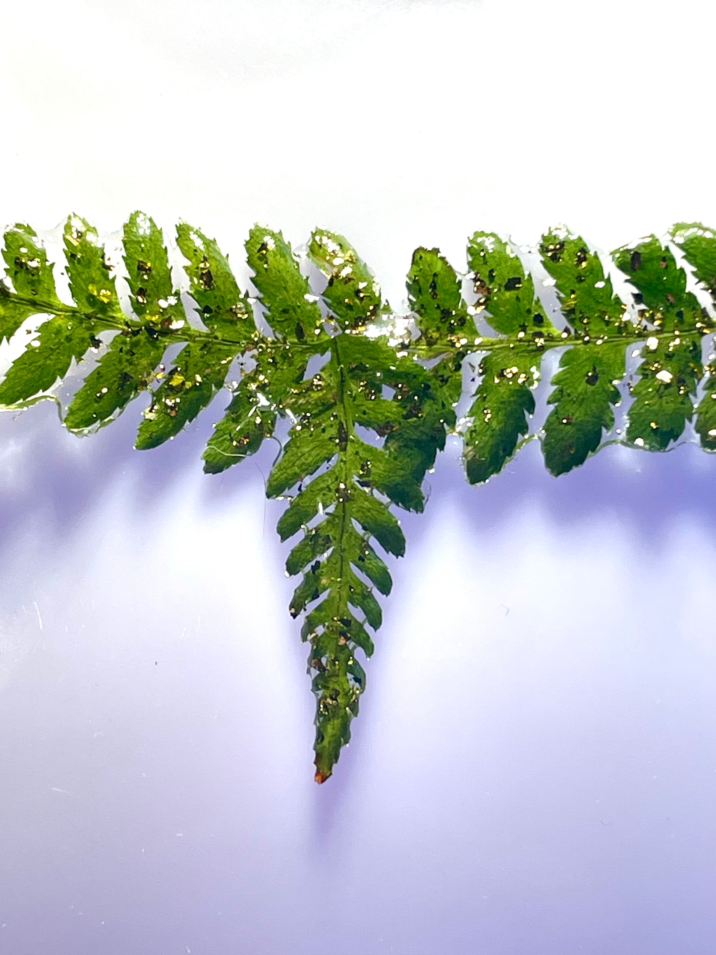 Collier Fougères Gaia